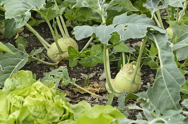 496392 - Kohlrabi (Brassica oleracea var. gongyloides)