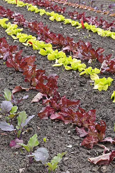 484112 - Kohlrabi (Brassica oleracea var. gongyloides) and head lettuce (Lactuca sativa var. capitata)