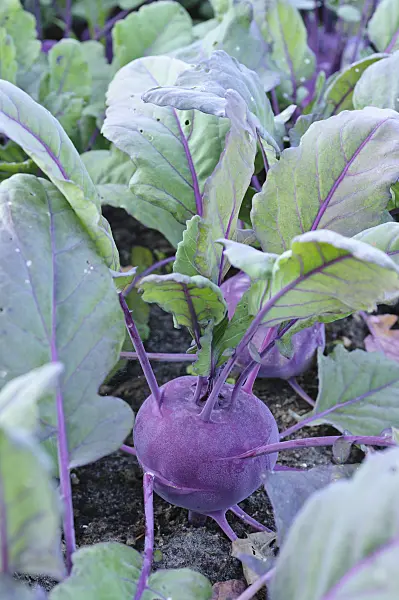 473220 - Kohlrabi (Brassica oleracea var. gongyloides 'Azur Star')