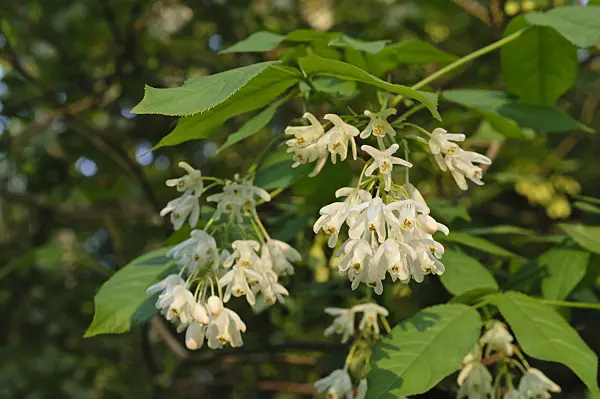 472010 - Kolchische Pimpernuss (Staphylea colchica)