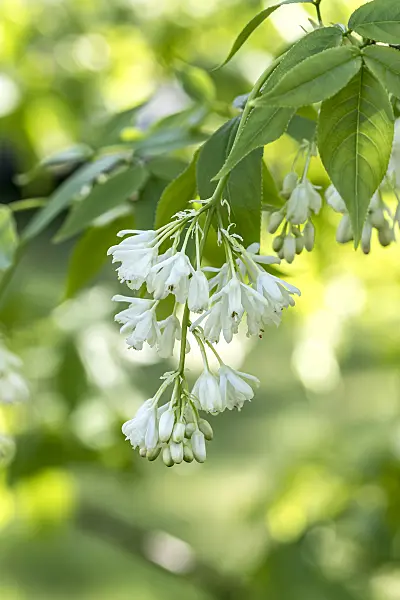 607213 - Kolchische Pimpernuss (Staphylea colchica)
