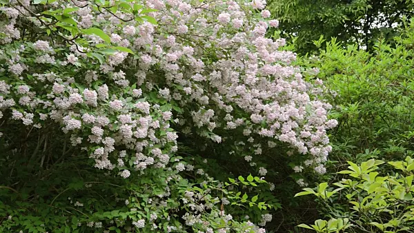496320 - Kolkwitzie (Kolkwitzia amabilis)