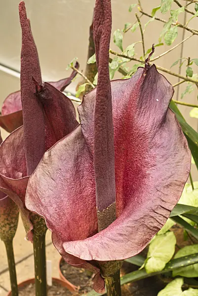 554020 - Konjac (Amorphophallus konjac)