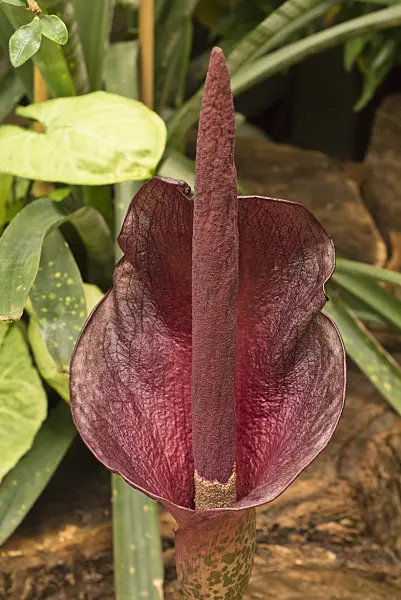 554021 - Konjac (Amorphophallus konjac)