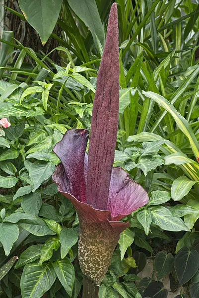 554074 - Konjac (Amorphophallus konjac)