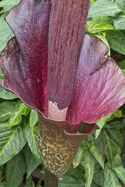 554075 - Konjac (Amorphophallus konjac)
