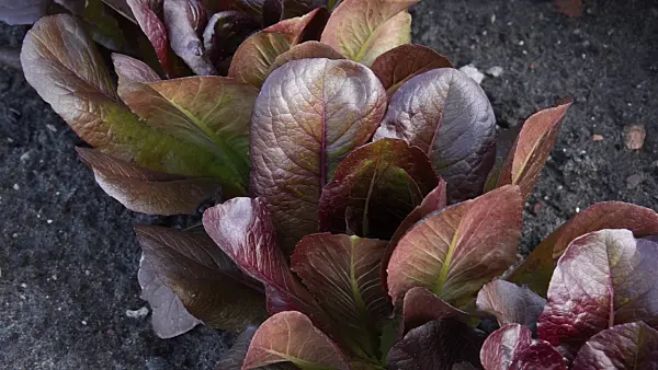 496297 - Kopfsalat (Lactuca sativa var. capitata 'Red Cross')