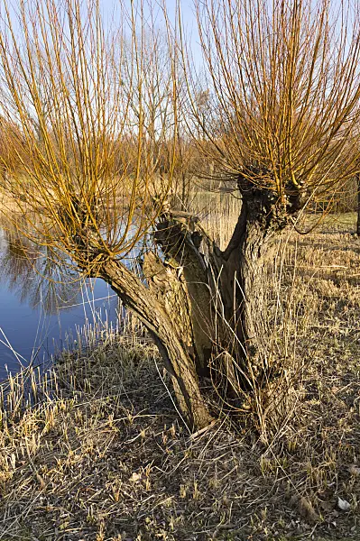 518104 - Kopfweide (Salix)