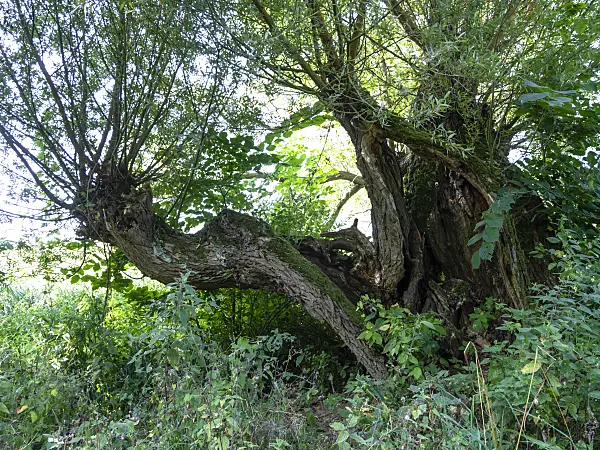 428353 - Korbweide (Salix viminalis)