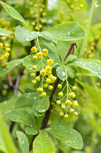 508067 - Korean barberry (Berberis koreana)