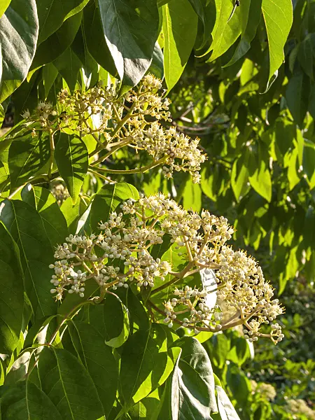 416067 - Korean bee tree (Tetradium daniellii)