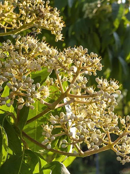 416068 - Korean bee tree (Tetradium daniellii)