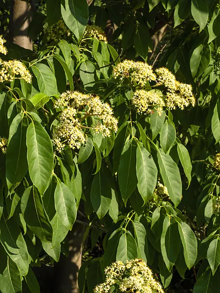 463007 - Korean bee tree (Tetradium daniellii)
