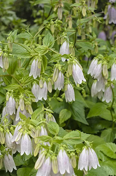 521325 - Korean bellflower (Campanula takesimana)