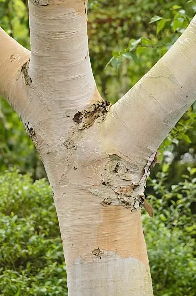 533394 - Korean birch (Betula costata)