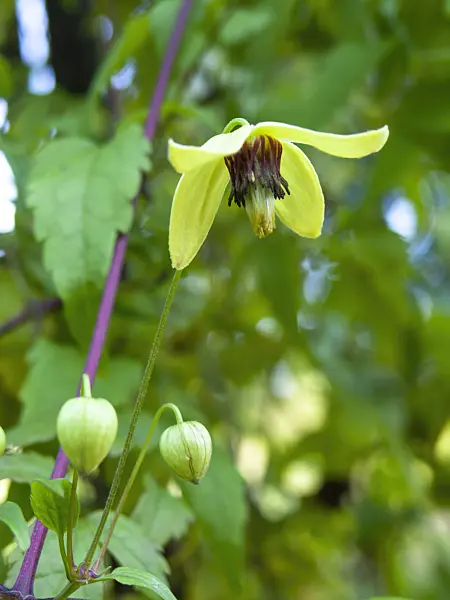 429002 - Korean clematis (Clematis koreana)