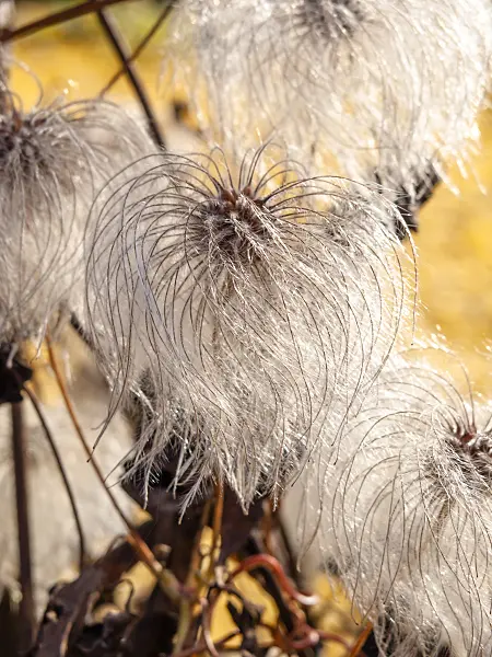 431080 - Korean clematis (Clematis koreana)