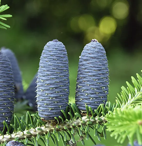454002 - Korean fir (Abies koreana)