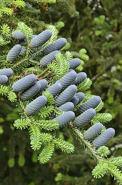 521203 - Korean fir (Abies koreana)
