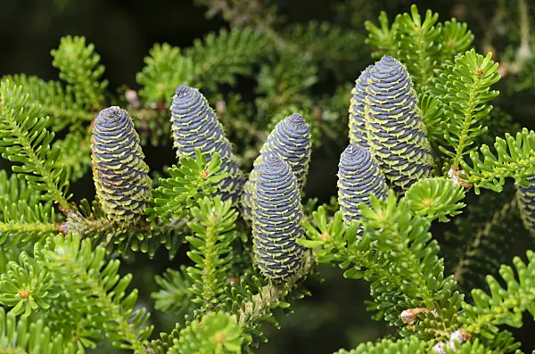 533392 - Korean fir (Abies koreana)
