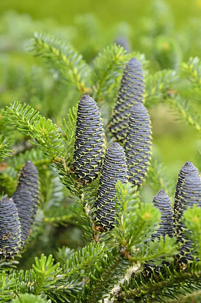 533393 - Korean fir (Abies koreana)