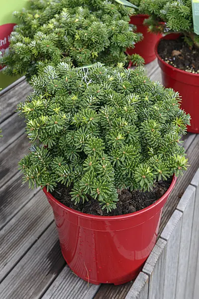 575001 - Korean fir (Abies koreana 'Brillant')
