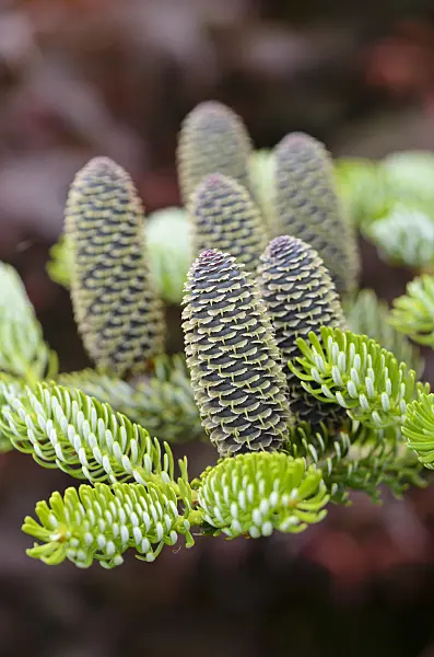 533532 - Korean fir (Abies koreana 'Silberlocke')