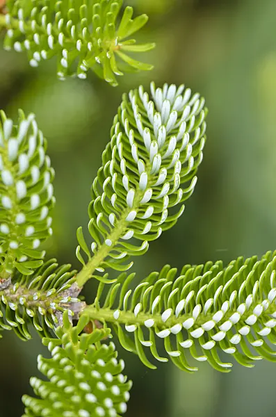 533533 - Korean fir (Abies koreana 'Silberlocke')