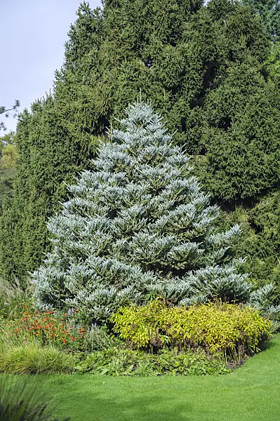 593002 - Korean fir (Abies koreana 'Silberlocke')