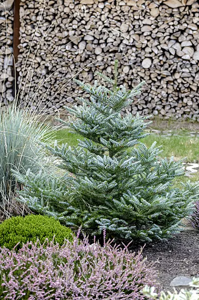593003 - Korean fir (Abies koreana 'Silberlocke')