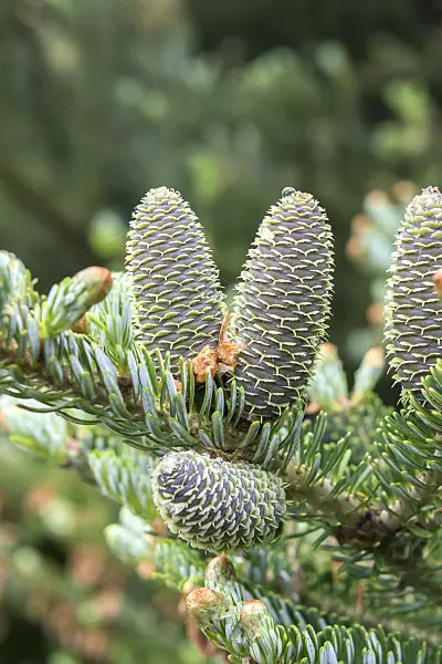 638001 - Korean fir (Abies koreana 'Silberlocke')
