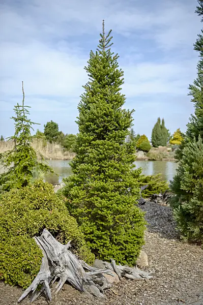 593004 - Korean fir (Abies koreana 'Verdener Dom')