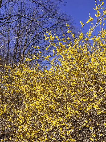 447012 - Korean forsythia (Forsythia ovata)