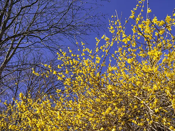 447013 - Korean forsythia (Forsythia ovata)