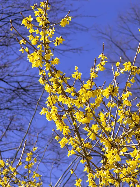 447014 - Korean forsythia (Forsythia ovata)