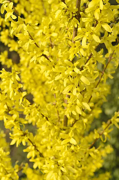 495015 - Korean forsythia (Forsythia ovata 'Dresdner Vorfrühling')