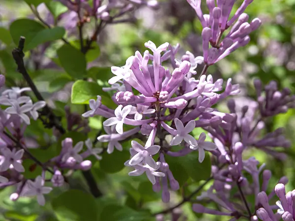 437306 - Korean lilac (Syringa meyeri 'Palibin')