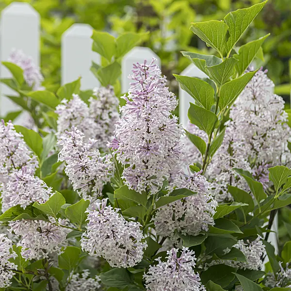 651545 - Korean lilac (Syringa patula 'Miss Kim')