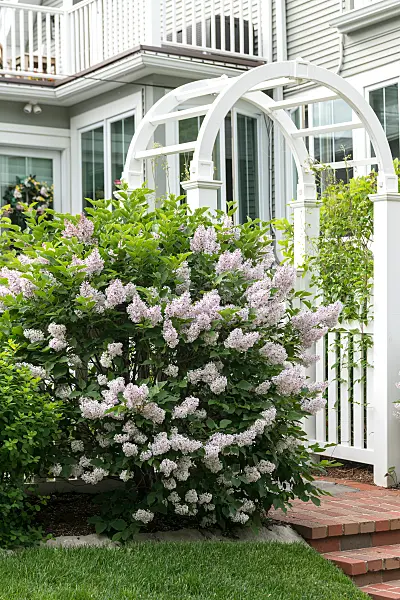 675375 - Korean lilac (Syringa patula 'Miss Kim')