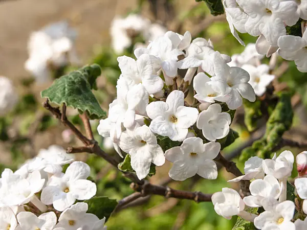 437198 - Korean spice viburnum (Viburnum carlesii)