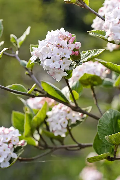 483346 - Korean spice viburnum (Viburnum carlesii)