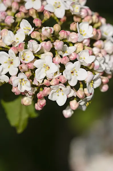 531177 - Korean spice viburnum (Viburnum carlesii)
