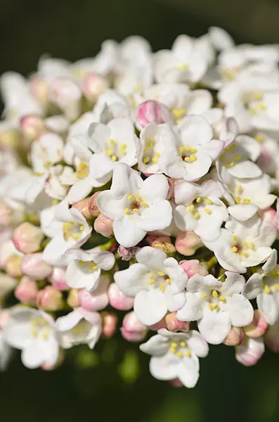 531178 - Korean spice viburnum (Viburnum carlesii)