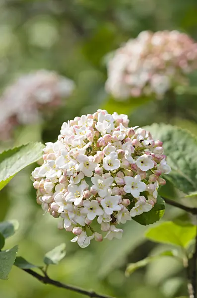 531179 - Korean spice viburnum (Viburnum carlesii)