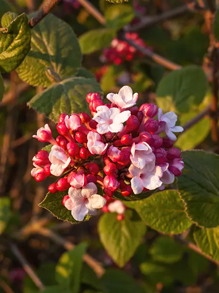 412022 - Korean spice viburnum (Viburnum carlesii 'Aurora')