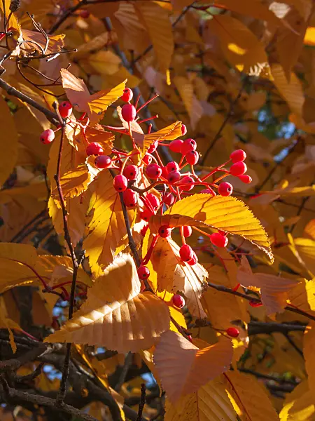 406047 - Korean whitebeam (Sorbus alnifolia)