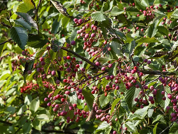 442013 - Korean whitebeam (Sorbus alnifolia)