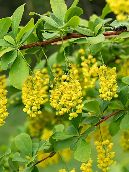 664053 - Koreanische Berberitze (Berberis koreana)