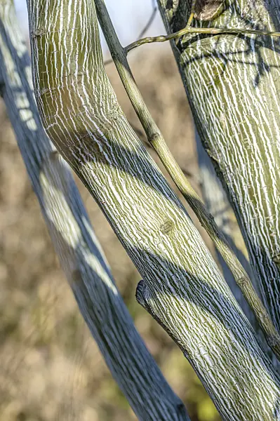 593018 - Koreanischer Schlangenhautahorn (Acer tegmentosum)