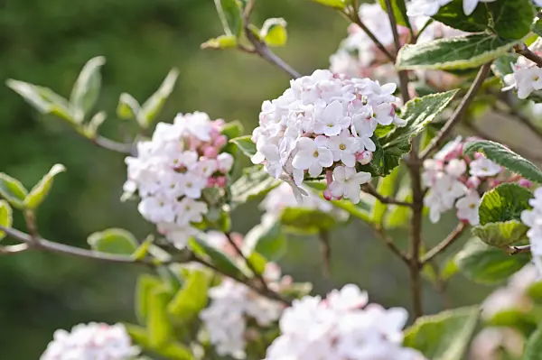 483347 - Koreanischer Schneeball (Viburnum carlesii)